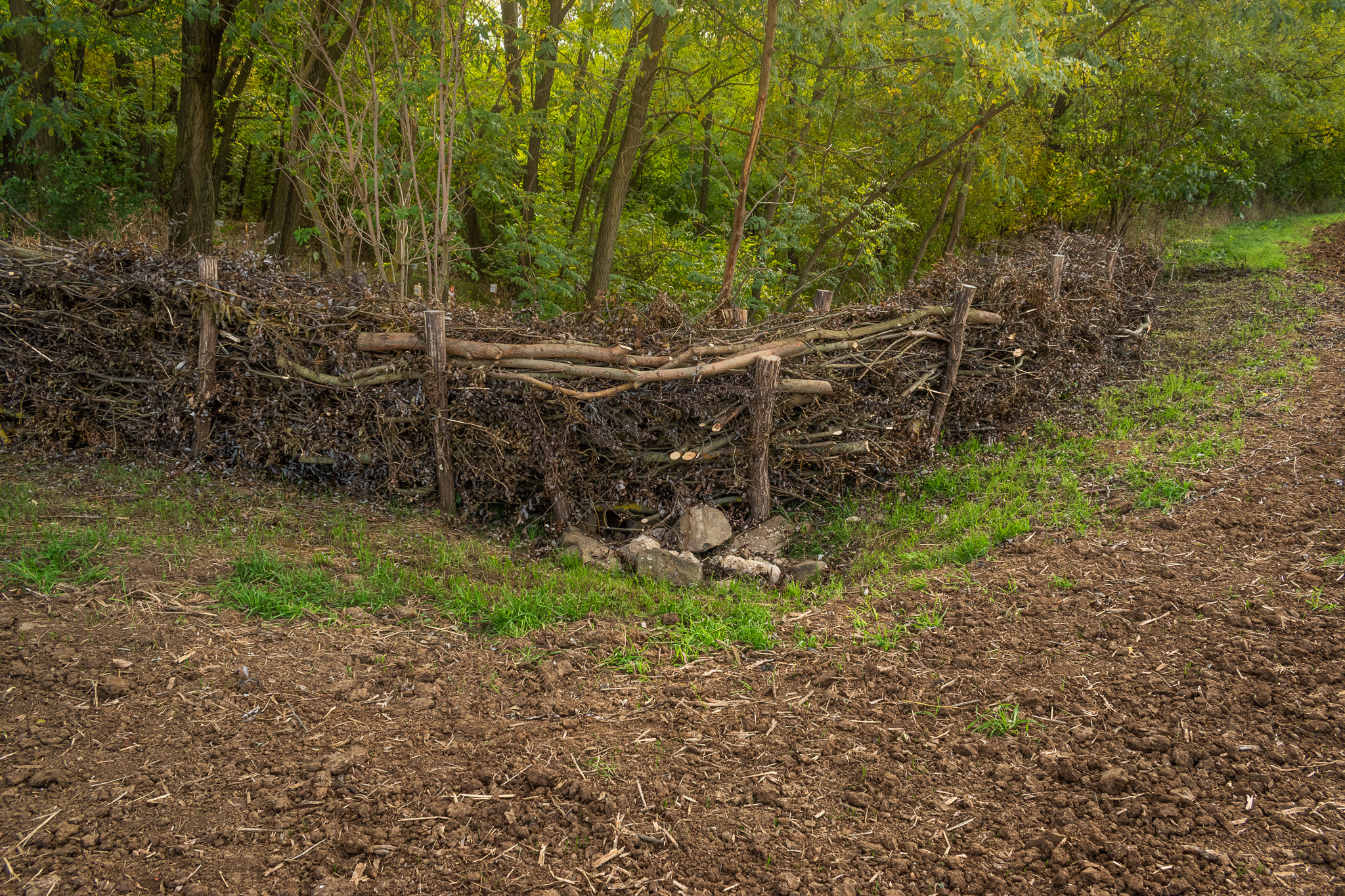 DSC 0091 Benjes-sövény Kiskövesnél